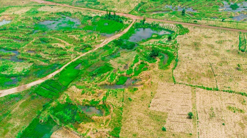 Tree planting activities
